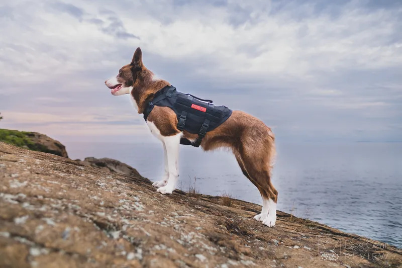 Sturdy OneTigris Mesh Dog Harnesses: AIRE MESH vs COMET'S TAIL