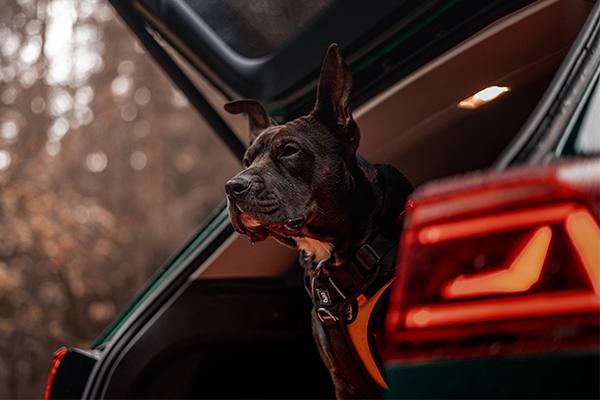 Top Tips For Safely Securing Your Dog In The Car