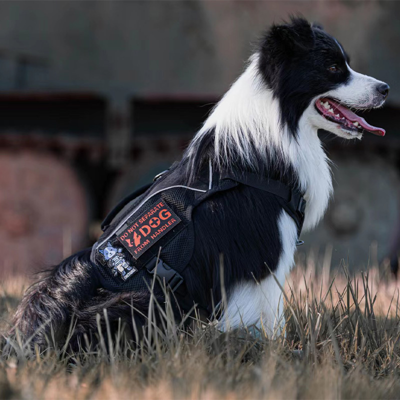 Product display of COMET’S TAIL Dog Harness