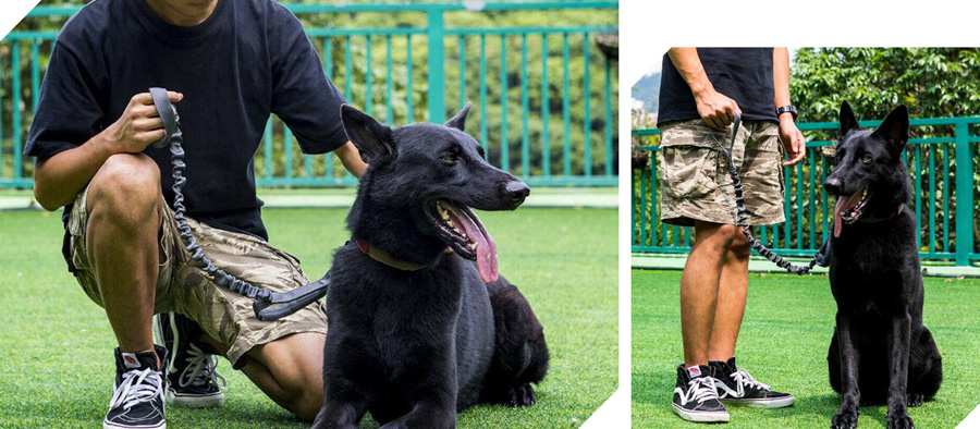 ONETIGRIS Training Nylon Bungee Dog Leash, Tan, 3.875-ft long, 1-in wide 