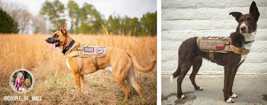 OneTigris Dog Harness,Dog Vest- Removable Neck Strap Compatible