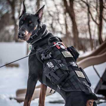 OneTigris Tactical Dog Pack Set